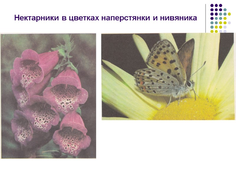 Нектарники в цветках наперстянки и нивяника